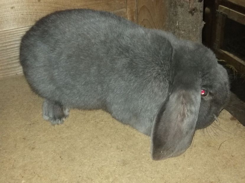  - ARHIVA IEPURI ce am avut câteva exemplare