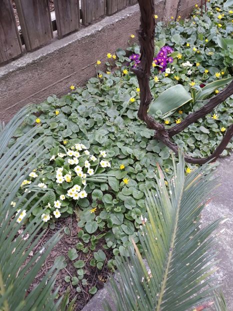  - Flori de grădină-2020