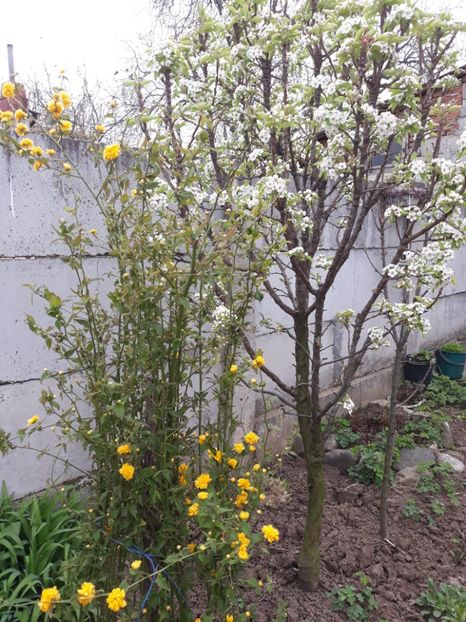  - Flori de grădină-2020