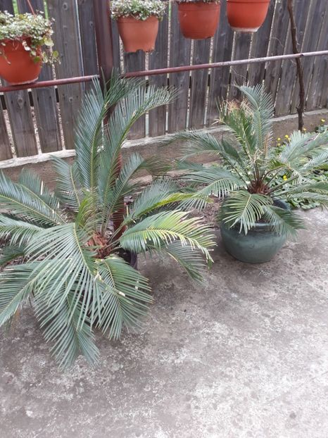  - Flori de grădină-2020