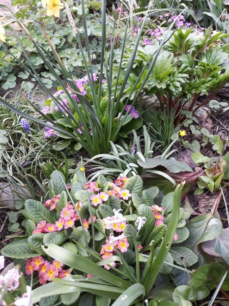  - Flori de grădină-2020