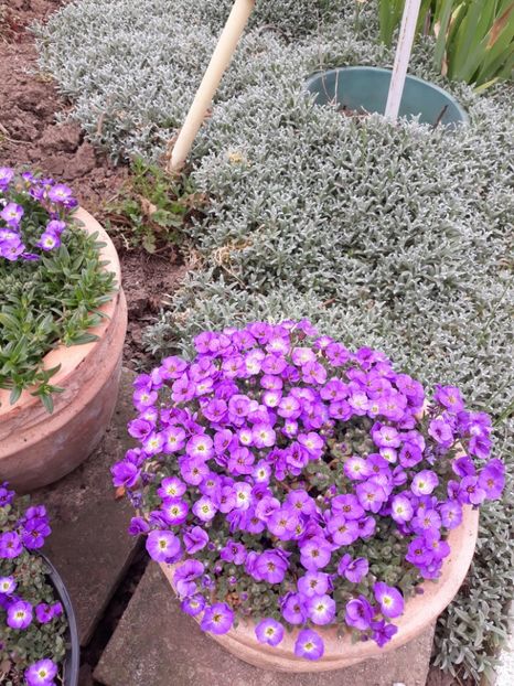  - Flori de grădină-2020