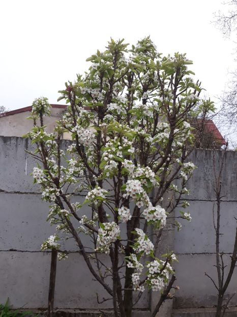  - Flori de grădină-2020