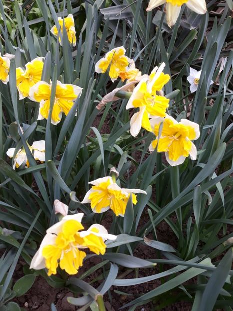  - Flori de grădină-2020