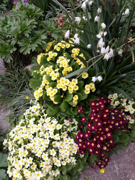  - Flori de grădină-2020