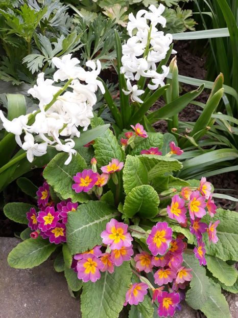  - Flori de grădină-2020