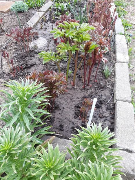  - Flori de grădină-2020