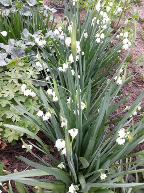  - Flori de grădină-2020