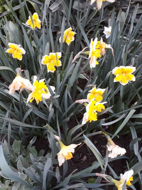  - Flori de grădină-2020