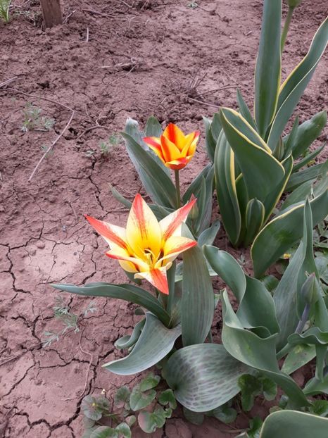  - Flori de grădină-2020