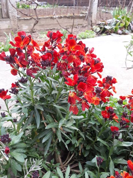  - Flori de grădină-2020