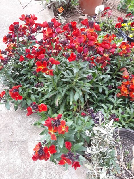  - Flori de grădină-2020