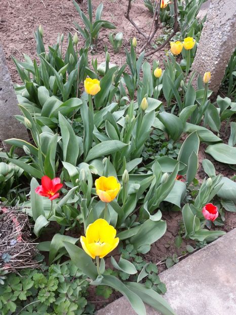  - Flori de grădină-2020