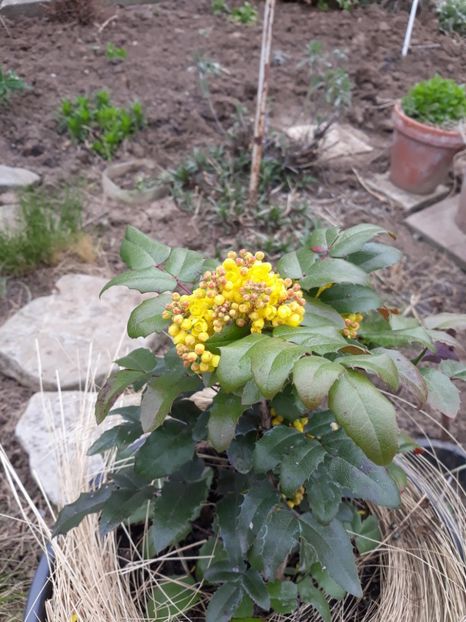  - Flori de grădină-2020