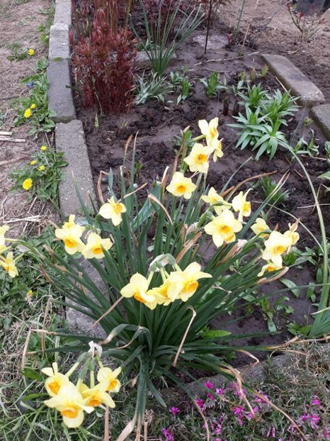  - Flori de grădină-2020