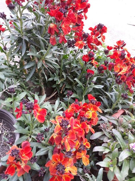  - Flori de grădină-2020