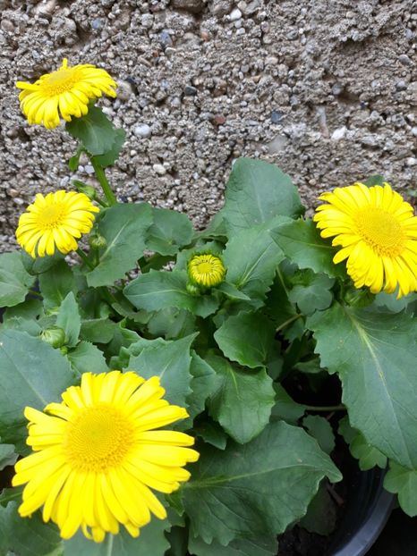  - Flori de grădină-2020