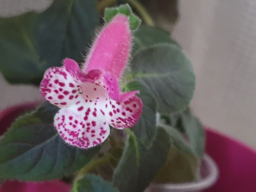 Marta - Kohleria