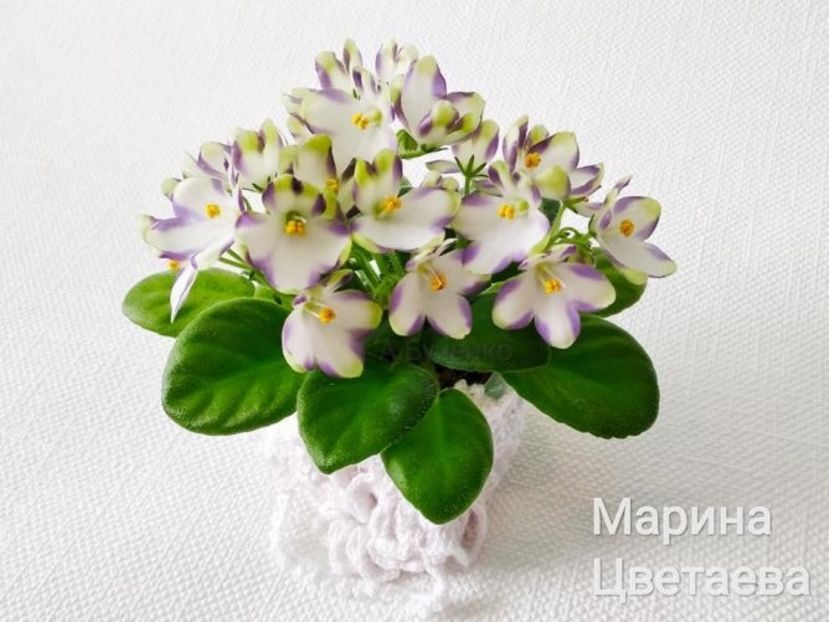 fialki.in.ua_marina-cvetaeva_18352_500x501 - DORINTE