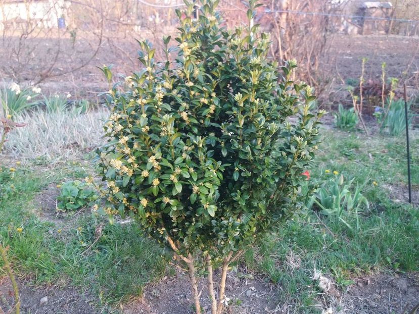 buxus inflorit - primavara 2020
