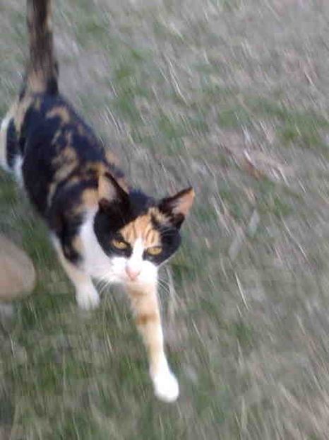  - Paulica doarme in pom