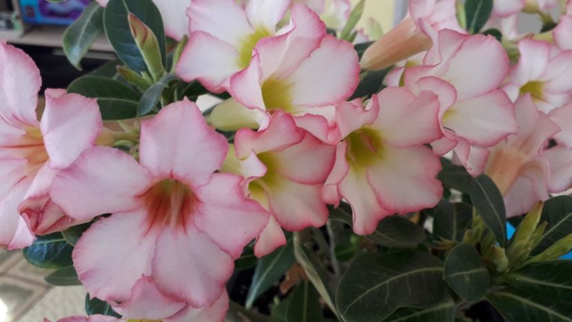 - Adenium