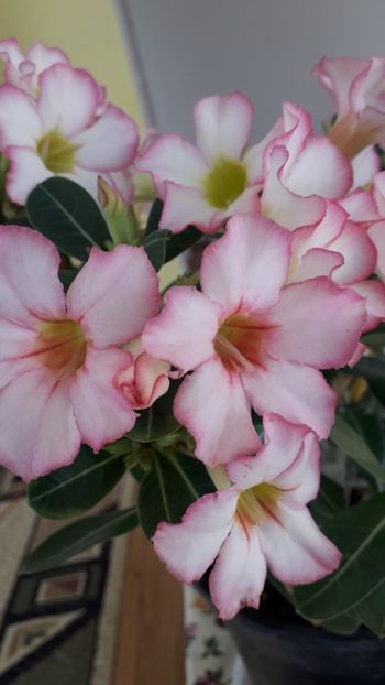  - Adenium