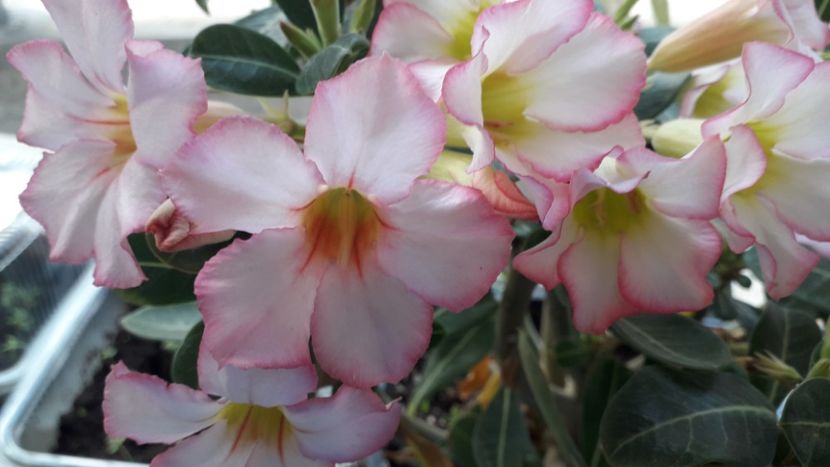  - Adenium