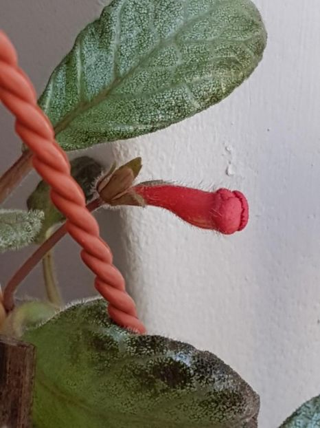 thumbnail - 2020-04-07T123227.842 - EPISCIA 2020