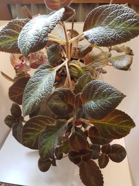 thumbnail - 2020-04-12T145910.593 - EPISCIA 2020