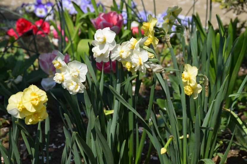 Cherfulness - 2020 Aprilie