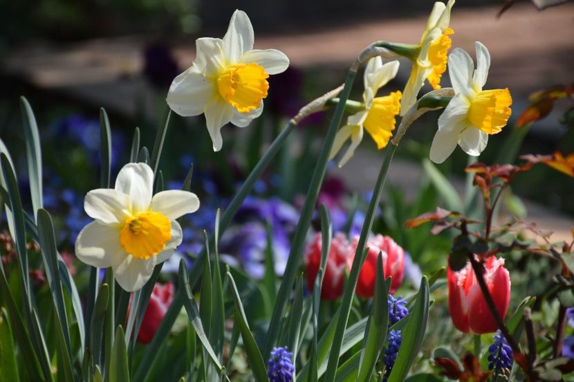 June Allyson - 2020 Aprilie