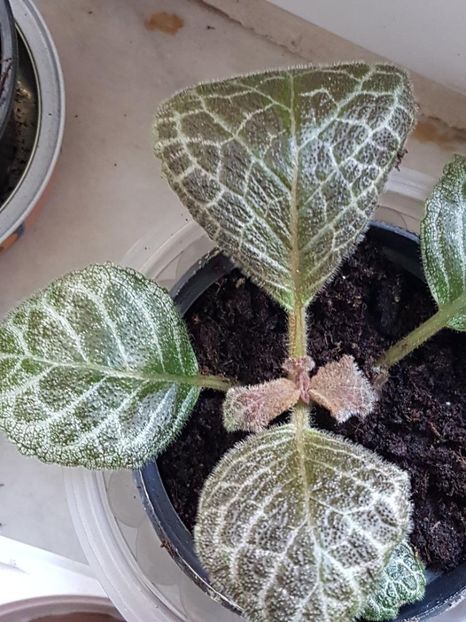 thumbnail (13) - EPISCIA 2020