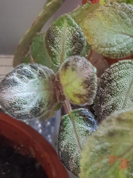 thumbnail (29) - EPISCIA 2020