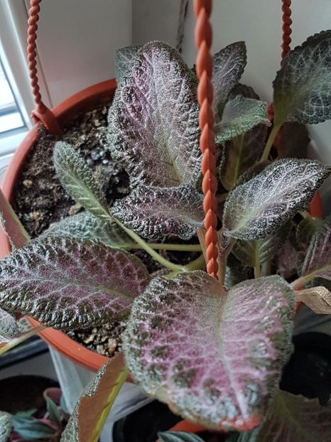 thumbnail (32) - EPISCIA 2020