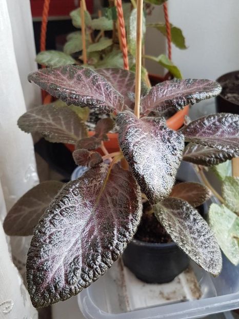 thumbnail (47) - EPISCIA 2020