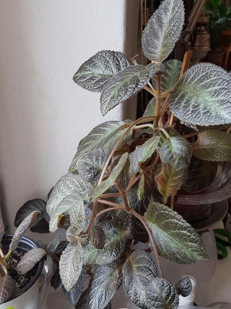 thumbnail (49) - EPISCIA 2020