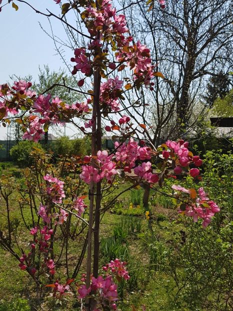 Malus Rudolph - 2020 Mart-Apr_Idilic garden