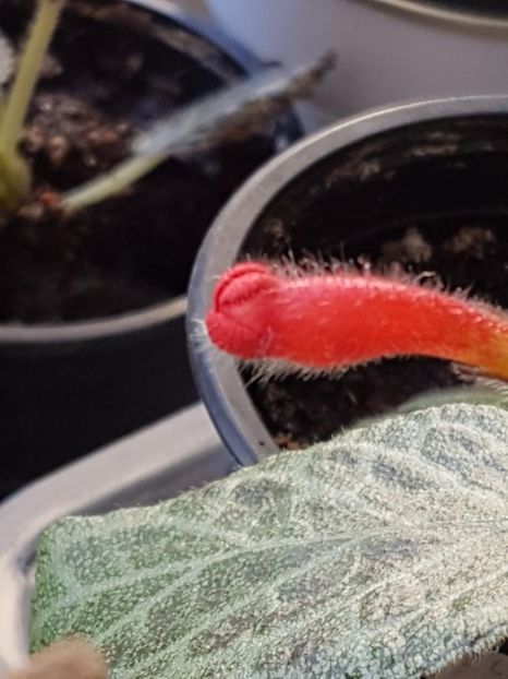 thumbnail (51) - EPISCIA 2020