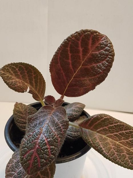 thumbnail (70) - EPISCIA 2020