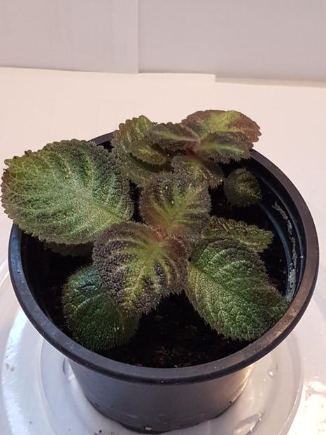 thumbnail (71) - EPISCIA 2020