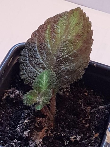 thumbnail (76) - EPISCIA 2020