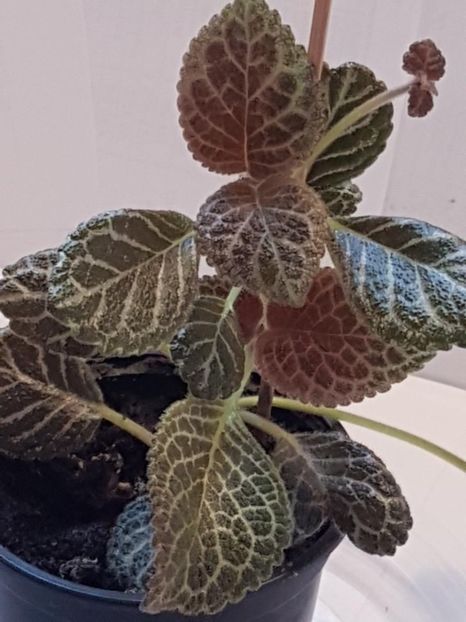 thumbnail (84) - EPISCIA 2020