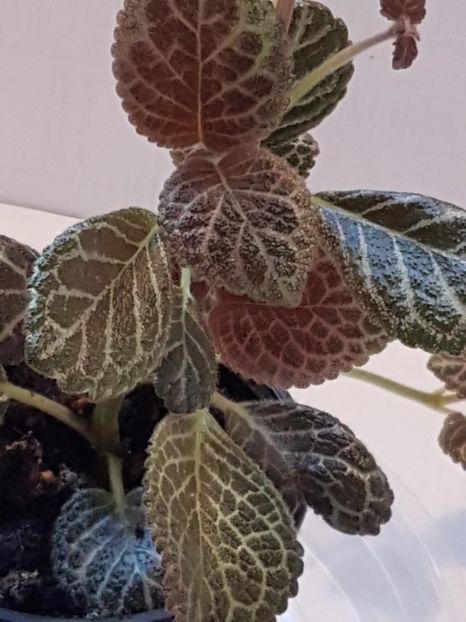 thumbnail (88) - EPISCIA 2020