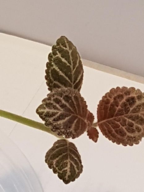 thumbnail (86) - EPISCIA 2020