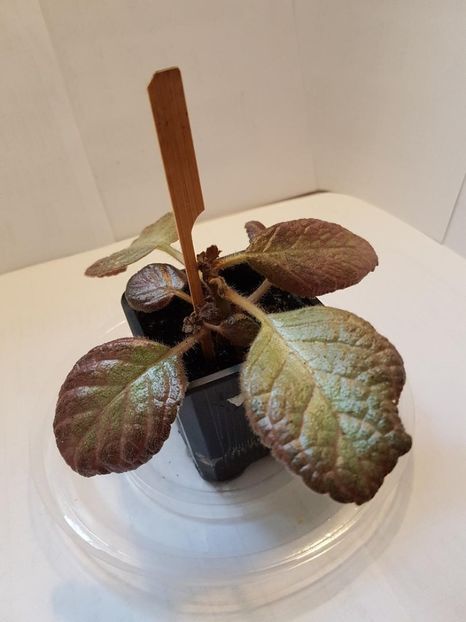 thumbnail (92) - EPISCIA 2020