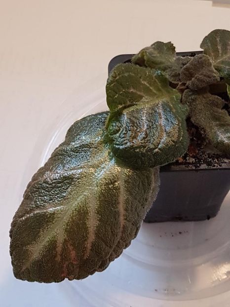thumbnail (95) - EPISCIA 2020