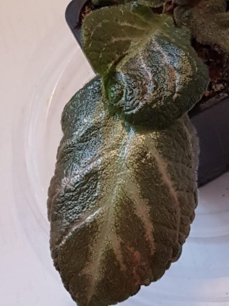 thumbnail (97) - EPISCIA 2020