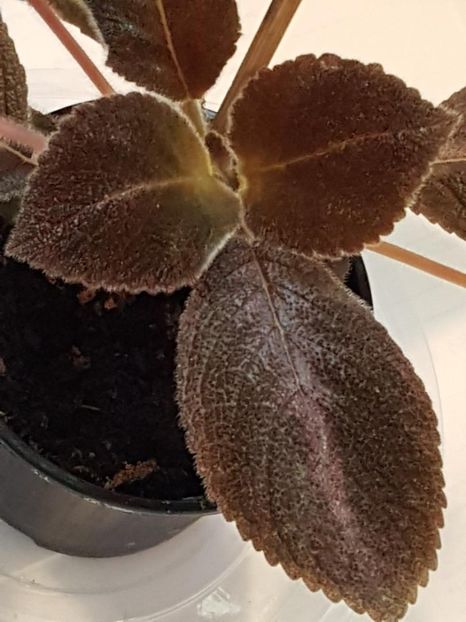 thumbnail (100) - EPISCIA 2020