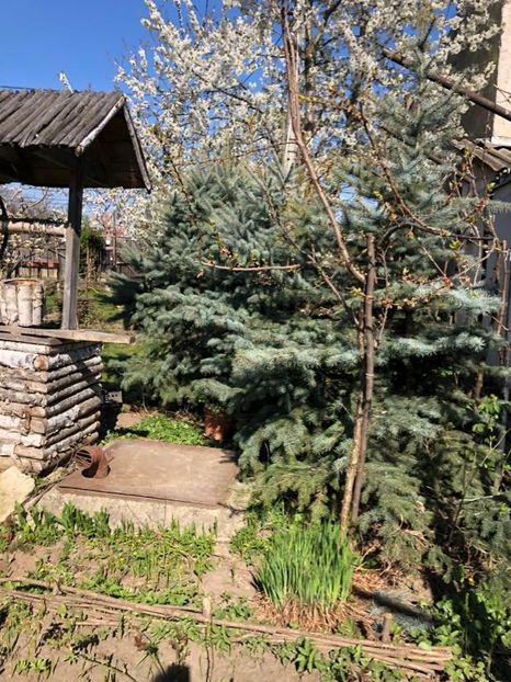 WhatsApp Image 2020-04-12 at 21.07.04 (10) - 00 Acttivitati Roman